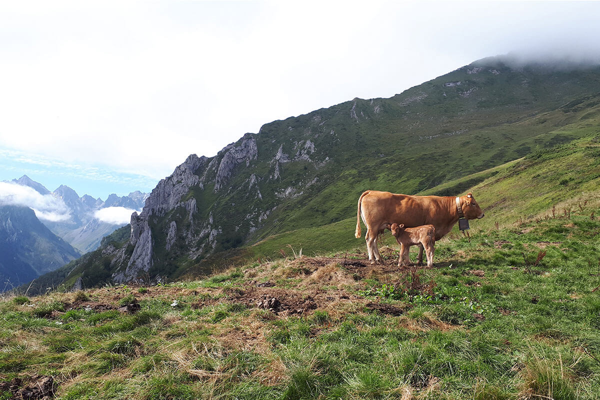 La ferme du Lac d'Estaing, élevage bio dans les Pyrénées