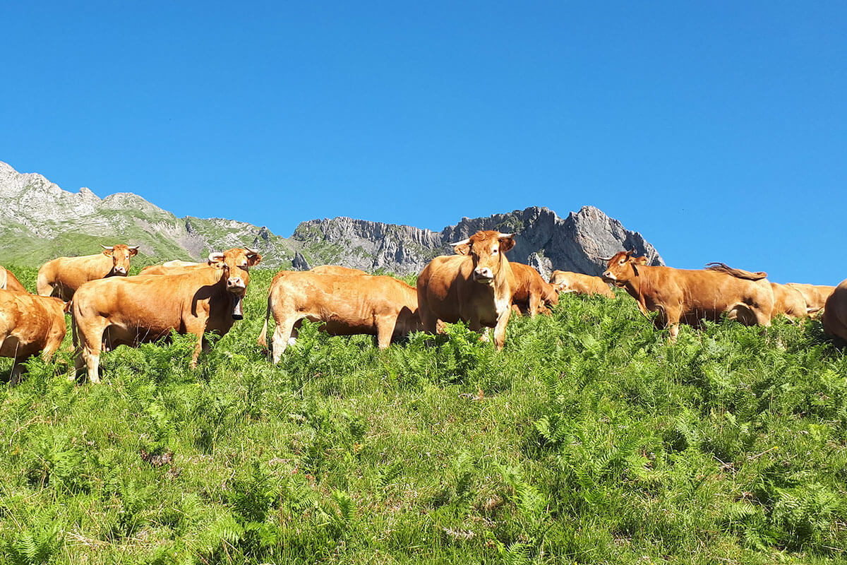 La ferme du Lac d'Estaing, élevage bio dans les Pyrénées La ferme du Lac d'Estaing, élevage bio dans les Pyrénées